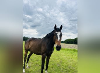 Other Thoroughbred Breeds, Gelding, 7 years, 16,1 hh