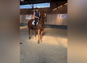 Other Thoroughbred Breeds, Gelding, 7 years, 16,2 hh, Chestnut-Red