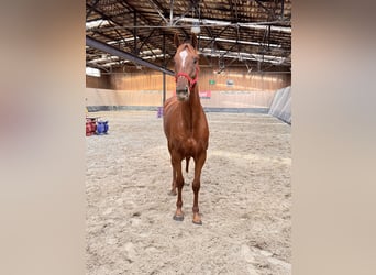 Other Thoroughbred Breeds, Gelding, 7 years, 16,2 hh, Chestnut-Red