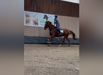 Other Thoroughbred Breeds, Gelding, 7 years, 16,2 hh, Chestnut-Red