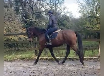 Other Thoroughbred Breeds, Gelding, 7 years, 16.3 hh, Brown