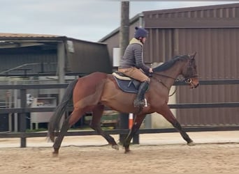 Other Thoroughbred Breeds, Gelding, 7 years, 16.3 hh, Brown