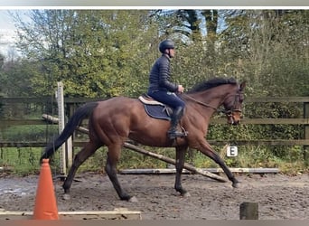 Other Thoroughbred Breeds, Gelding, 7 years, 16.3 hh, Brown