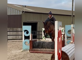Other Thoroughbred Breeds, Gelding, 7 years, 16.3 hh, Brown