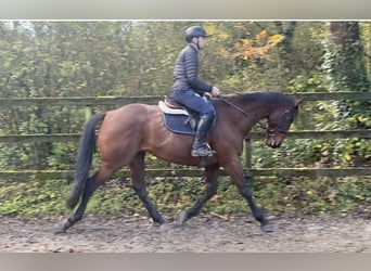 Other Thoroughbred Breeds, Gelding, 7 years, 16.3 hh, Brown