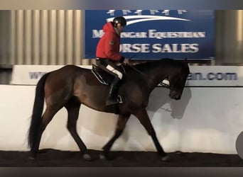 Other Thoroughbred Breeds, Gelding, 7 years, 16.3 hh, Brown