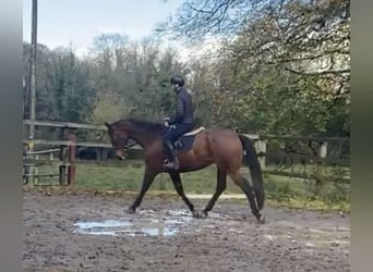 Other Thoroughbred Breeds, Gelding, 7 years, 16.3 hh, Brown