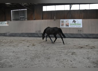 Other Thoroughbred Breeds, Gelding, 7 years, 16,1 hh, Brown