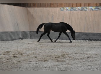 Other Thoroughbred Breeds, Gelding, 7 years, 16,1 hh, Brown