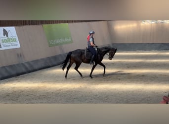 Other Thoroughbred Breeds, Gelding, 7 years, 16,1 hh, Brown