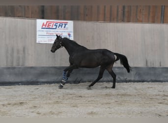 Other Thoroughbred Breeds, Gelding, 7 years, 16,1 hh, Brown