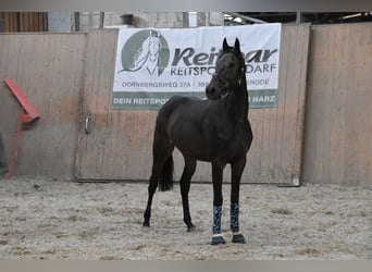 Other Thoroughbred Breeds, Gelding, 7 years, 16,1 hh, Brown