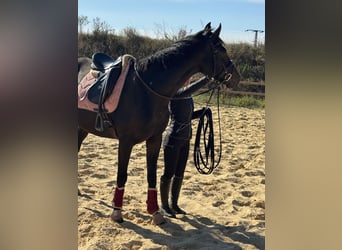 Other Thoroughbred Breeds, Gelding, 7 years, 16,1 hh, Smoky-Black