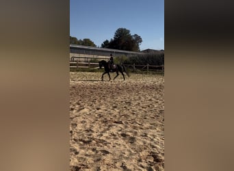 Other Thoroughbred Breeds, Gelding, 7 years, 16,1 hh, Smoky-Black