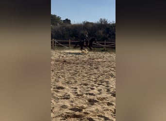 Other Thoroughbred Breeds, Gelding, 7 years, 16,1 hh, Smoky-Black