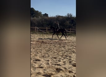 Other Thoroughbred Breeds, Gelding, 7 years, 16,1 hh, Smoky-Black