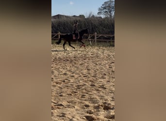 Other Thoroughbred Breeds, Gelding, 7 years, 16,1 hh, Smoky-Black