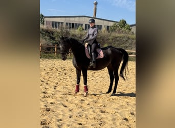 Other Thoroughbred Breeds, Gelding, 7 years, 16,1 hh, Smoky-Black