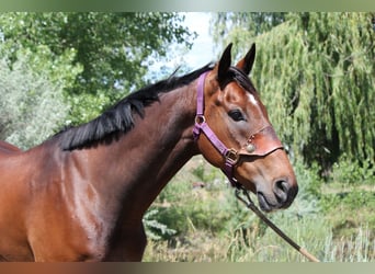 Other Thoroughbred Breeds, Gelding, 7 years, 16,2 hh, Bay
