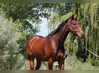 Other Thoroughbred Breeds, Gelding, 7 years, 16,2 hh, Bay