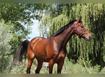 Other Thoroughbred Breeds, Gelding, 7 years, 16,2 hh, Bay