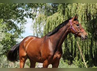 Other Thoroughbred Breeds, Gelding, 7 years, 16,2 hh, Bay