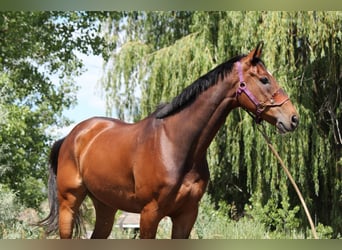 Other Thoroughbred Breeds, Gelding, 7 years, 16,2 hh, Bay