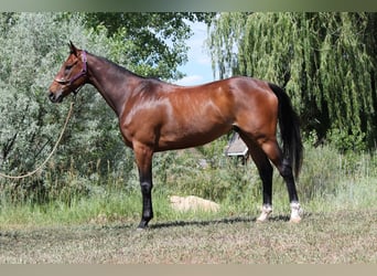 Other Thoroughbred Breeds, Gelding, 7 years, 16,2 hh, Bay