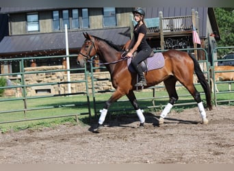 Other Thoroughbred Breeds, Gelding, 7 years, 16,2 hh, Bay