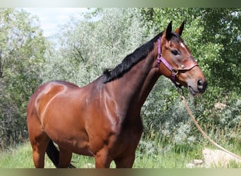 Other Thoroughbred Breeds, Gelding, 7 years, 16,2 hh, Bay
