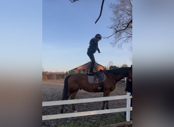 Other Thoroughbred Breeds, Gelding, 7 years, 17 hh, Bay-Dark