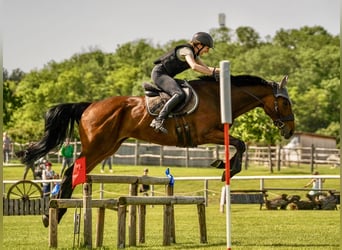 Other Thoroughbred Breeds, Gelding, 8 years, 16 hh, Brown
