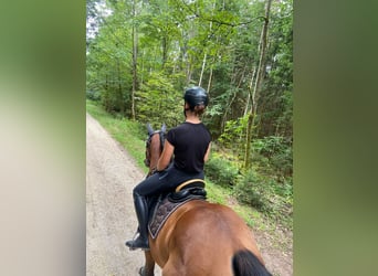 Other Thoroughbred Breeds, Gelding, 9 years, 15.1 hh, Brown