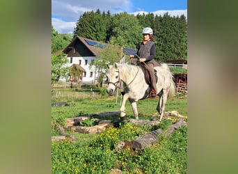 Other Thoroughbred Breeds, Gelding, 9 years, 15.1 hh, Grey-Fleabitten