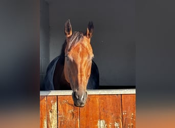 Other Thoroughbred Breeds, Gelding, 9 years, 16,1 hh, Brown