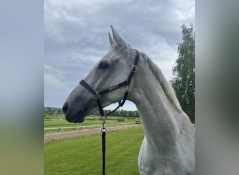 Other Thoroughbred Breeds, Gelding, 9 years, 17 hh, Gray