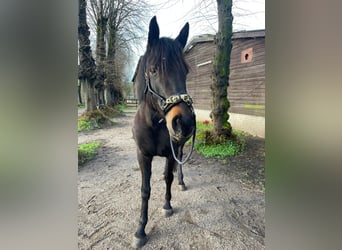 Other Thoroughbred Breeds, Mare, 10 years, 15.1 hh, Black