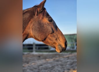 Other Thoroughbred Breeds, Mare, 10 years, 15,2 hh, Bay-Dark