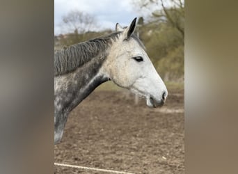 Other Thoroughbred Breeds, Mare, 10 years, 15.2 hh, Grey-Dapple