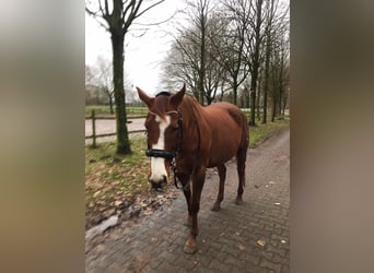 Other Thoroughbred Breeds, Mare, 10 years, 15.3 hh, Chestnut-Red