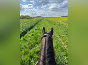 Other Thoroughbred Breeds, Mare, 10 years, 15,2 hh, Brown
