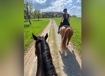 Other Thoroughbred Breeds, Mare, 10 years, 15,2 hh, Brown