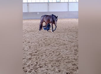 Other Thoroughbred Breeds, Mare, 10 years, 15,2 hh, Brown
