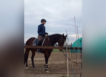 Other Thoroughbred Breeds, Mare, 10 years, 15,2 hh, Brown