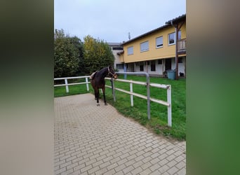 Other Thoroughbred Breeds, Mare, 10 years, 15,2 hh, Brown