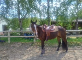 Other Thoroughbred Breeds, Mare, 10 years, 15,2 hh, Brown