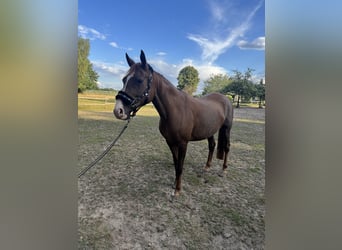 Other Thoroughbred Breeds, Mare, 10 years, 15,2 hh