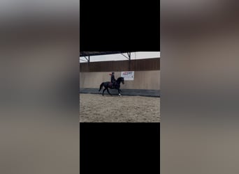 Weitere Vollblüter, Stute, 10 Jahre, 16,1 hh, Dunkelbrauner