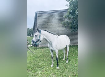 Other Thoroughbred Breeds, Mare, 10 years, 16,1 hh, Gray-Dapple