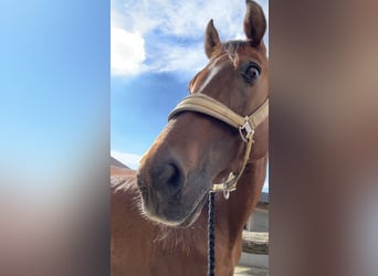 Other Thoroughbred Breeds Mix, Mare, 10 years, 16 hh, Brown